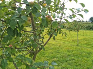 Verger pommes lemasson