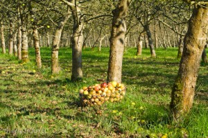 Pommes au pied de pommier basse tiges