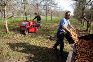 Récolte des pommes basses tiges