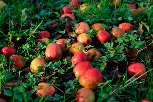 pommes par terre avant récolte