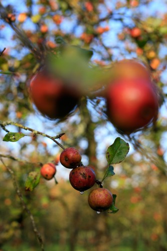 Pommes du verger des Cidres Lemasson