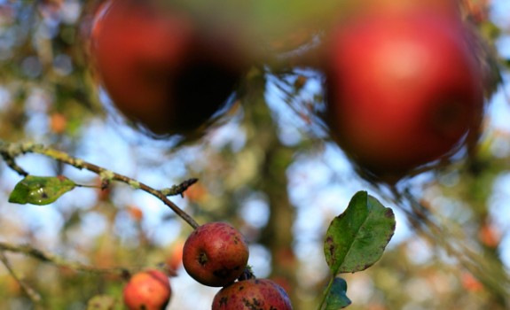 Pommes du verger des Cidres Lemasson